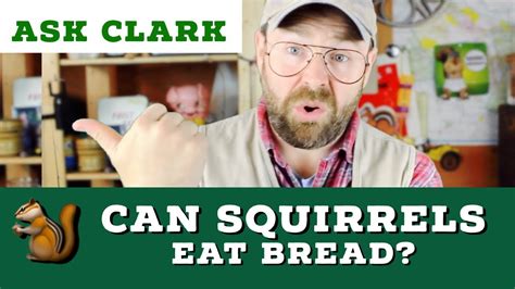 Can squirrels eat bread? - YouTube