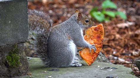 Can squirrels eat pizza? - Quora