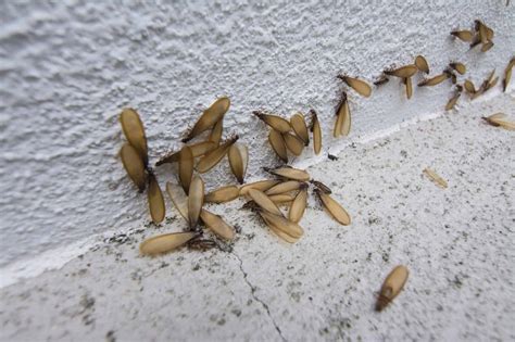 Can termites fly. Look at the antennae and wings. Flying termites have noticeably different antennae and wings than ants. One of the proven ways to identify a flying termite is by examining the insect’s antennae and wings. A flying termite has four wings with the same length and divided into two sets. 