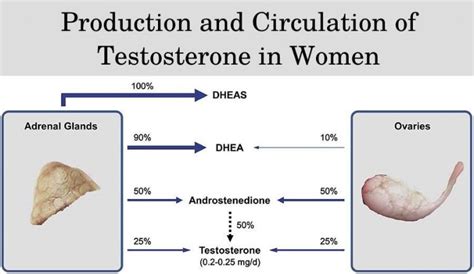 Can testosterone cause bleeding in women.  Learn more.  Jun 4, 2025 ·...