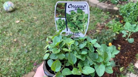 Can thyme and oregano be planted together? - Eco Family Life