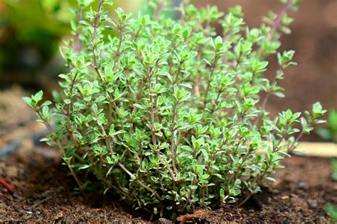 Can thyme get you high.  Nitrites.  By exploring different herbs and using...