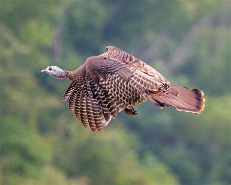 Can turkeys fly. Things To Know About Can turkeys fly. 
