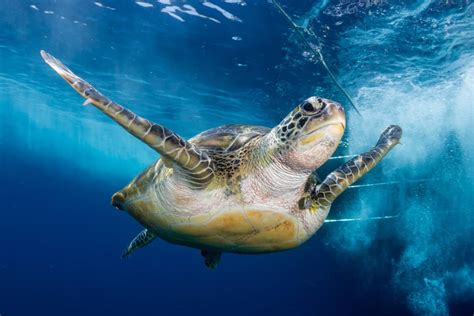 Can turtles breathe underwater. 1. Some freshwater turtles can hold their breath for up to 45 minutes while underwater. 2. Certain turtle species, like the Eastern Box Turtle, are capable of surviving without breathing at the surface for an extended period of time. 3. Sea turtles can stay submerged underwater for hours while actively foraging or … 