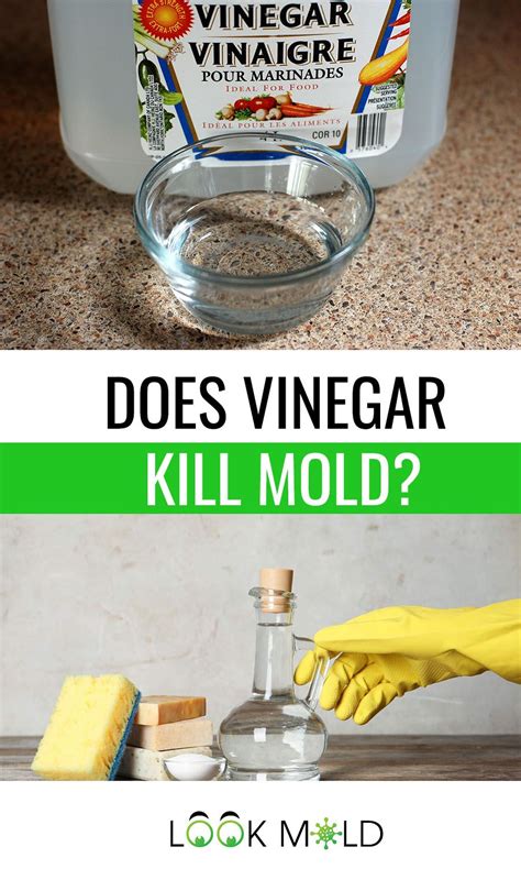 Can vinegar kill mold. Yes, vinegar can be used to kill mold on concrete surfaces. To use vinegar as a mold remover, create a solution of equal parts water and vinegar, and pour the solution into a spray bottle. Spray the affected area with the vinegar solution and let it sit for at least an hour. After an hour, scrub the affected area with a stiff brush and rinse it ... 