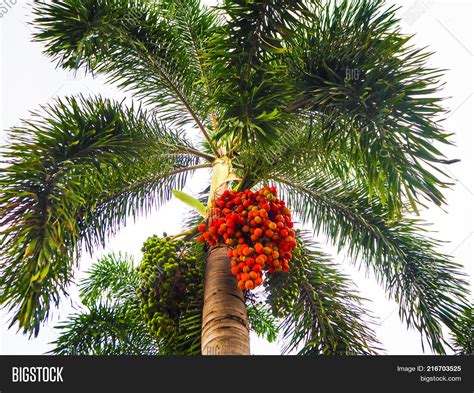 Can we eat foxtail palm fruit? – TipsFolder.com