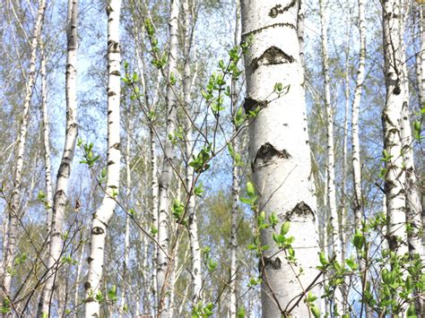 Can white birch trees grow in Texas? - Answers