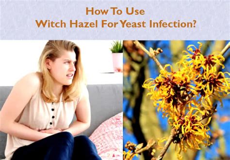 1. Witch Hazel. Witch hazel Hamamelis virginiana is an excellent solution for ear infections. This plant has anti-inflammatory, and antibacterial properties, it helps to heal and soothe skin irritations and it makes an excellent ear cleaner for dogs. Simply soak a cotton ball with distilled witch hazel water and carefully squeeze out a few .... 