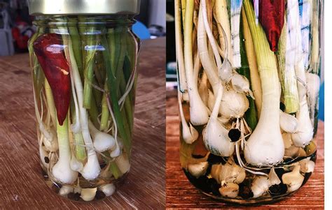 Can you cook with wild onions. Pull the plant out of the ground. Tug gently and wiggle the base of the plant to ensure the bulb comes out with the plant. Know that the bulbs will be much smaller than traditional onions, even spring onions. Smell the bulbs. You will notice a distinct scent of light onion and garlic. If you do not detect the smell right away, use your ... 