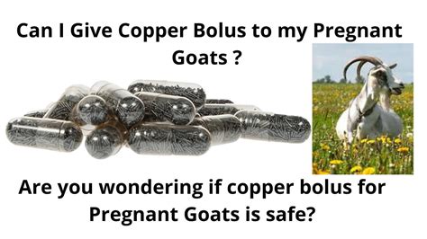 Can you copper bolus a pregnant goat? Homesteading Forum