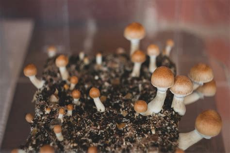 Although more research is needed, it is thought that using shrooms multiple days in a row can result in a build-up of psilocybin in the body. Some of the possible effects of using shrooms two days in a row include: increased feelings of euphoria and well-being; heightened senses; visual and auditory hallucinations; increased sense of connection .... 