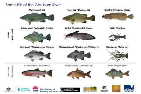 Can you eat fish from the Murray River? [Expert Review!]