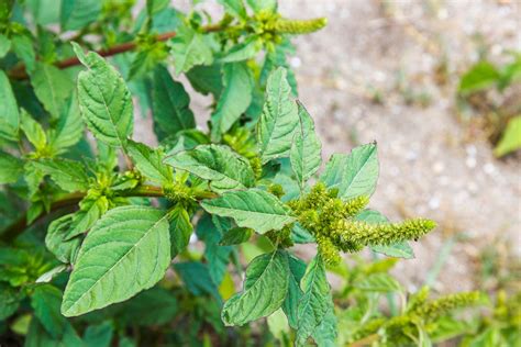 Prostrate pigweed, or mat amaranth (A. graecizans), grows along the ground surface with stems rising at the tips; spiny pigweed, or spiny amaranth (A. spinosus), has spines at the base of the leafstalks; and rough pigweed, or redroot (A. retroflexus), is a stout plant up to 3 metres (about 10 feet) tall.. 
