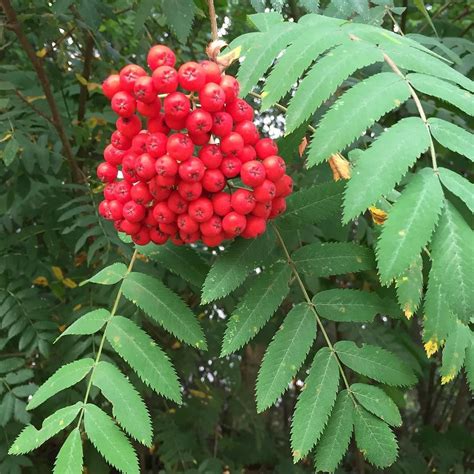 Wildlife gardeners also can choose from more than a dozen berry-bearing sumac species native to North America. Fueling migration. In addition to berries during winter, fall fruits also are vital to birds, especially neotropical migrants that must travel hundreds, even thousands, of miles during the season.. 
