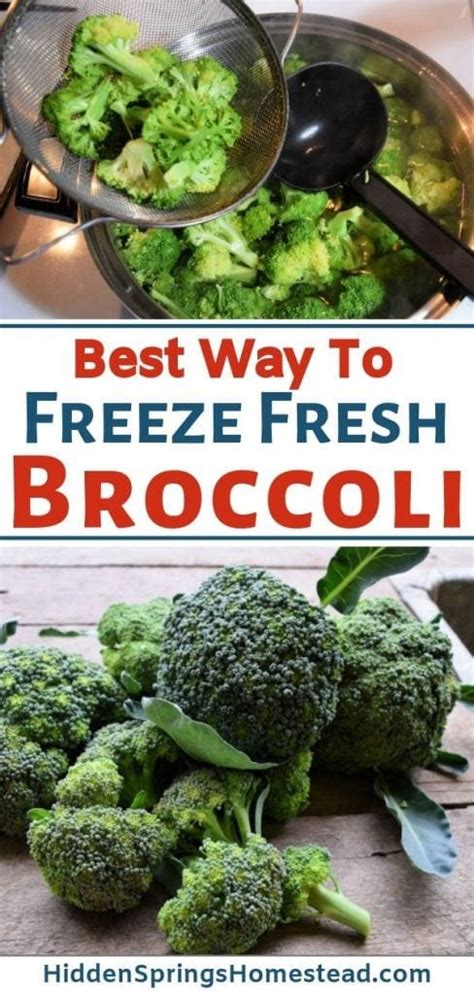 Can you freeze broccoli. You will need a steam pot with a basket. Fill the bottom pot with 2-3 inches of water and bring to a rapid boil. Place basket inside and working with a pound or so at a time, toss clean broccoli florets into basket. Cover and steam for 5-7 minutes. Remove and immediately and add to ice water. 