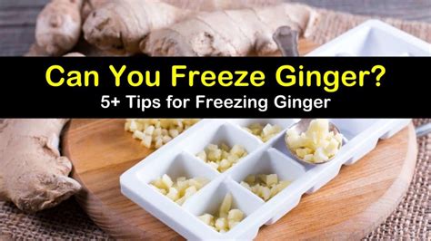 Can you freeze ginger. Treehugger / Sanja Kostic. While you can freeze whole pieces of ginger root, it is often easier to cut or mince ginger before freezing. Once the ginger is peeled, use a sharp chef's knife to cut ... 