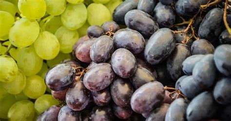 Can you freeze grapes. When you add frozen grapes to water, they will not freeze the liquid. This is because the temperature of the grape is already below freezing point at -1°C or 30°F. The grape cannot take heat from water present in its surrounding environment as it doesn't have higher temperature compared to the liquid present outside it. 