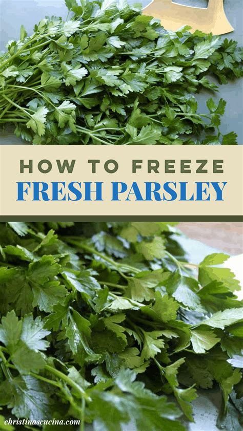 Can you freeze parsley. Nov 14, 2012 ... It's pretty straight forward and you can freeze most herbs: basil, chives, lemon balm, mint, parsley, sage, oregano and tarragon to name a few. 