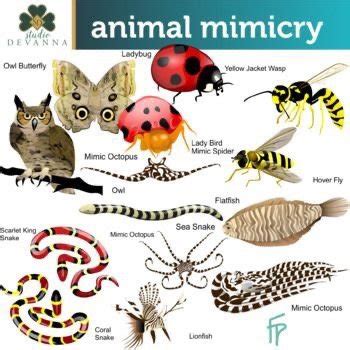 Can you learn mimicry or is it an inborn talent? - Quora