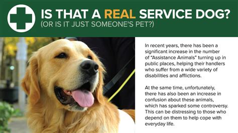 Can you legally ask for proof of service dog. Emotional support animals are not considered service dogs under the Americans with Disabilities Act and don’t have public access rights in the U.S. However, emotional support animals, companion animals, and service dogs, are all known as “assistance animals” under the Fair Housing Act. Goldendoodle Autism Service Dog … 