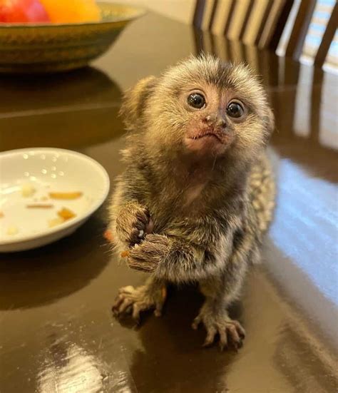 Marmoset monkeys also known as finger monkeys are small New World 