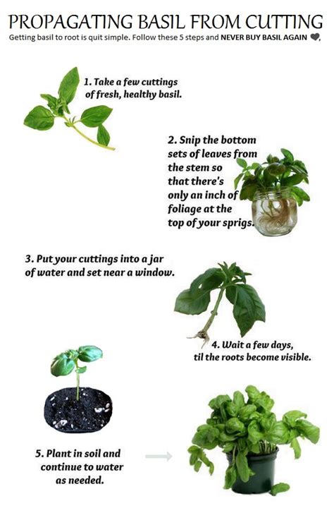Can you propagate basil that has flowered.  In this guide, we'll show you step-by-step...