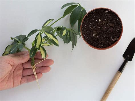 Can you root schefflera cuttings in water? - Remodel Or Move