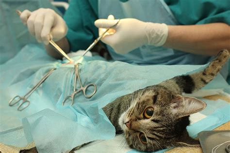 Can you spay a cat in heat. Jul 13, 2019 · The medical term for spaying is ovariohysterectomy, the surgical removal of the ovaries and uterus of female pets. So if you meant to spay a male cat, the procedure you are referring to is called neutering or in vet language, orchiectomy (removal of one or both testicles). Tomcats don’t go into heat, rather they get aroused when the queen ... 