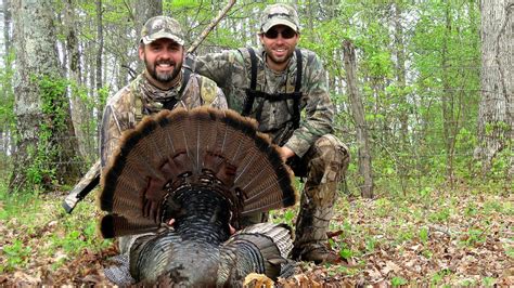 Can you turkey hunt on sunday in nc. Are you looking to hunt turkey on Sunday in North Carolina? This guide covers everything you need to know about turkey hunting regulations in the state. We'll provide you with the information you need to know, including restrictions, hunting seasons and more - so you can make your hunting trip a success! 
