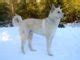 Canaan Dog - Facts and Beyond Biology Dictionary