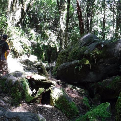 Canaan Downs Scenic Reserve (Takaka) - 2024 All You Need