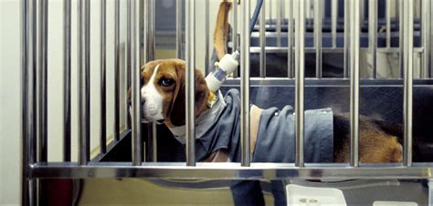 Canada’s animal testing ban proposal applauded by humane societies