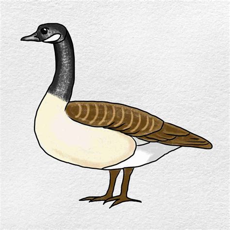 Canada Goose Drawing