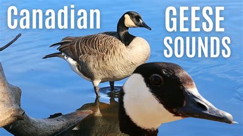 Canada Goose · Signs and sounds. Flocks of migrating C