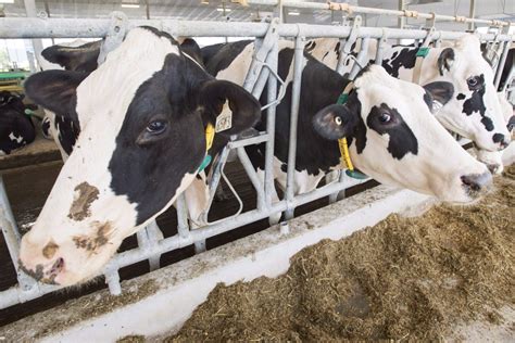 Canadian Dairy Commission delays farmgate milk price hike by three months
