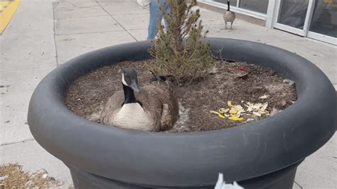 Canadian Goose nesting in planter at Kansas City grocery store