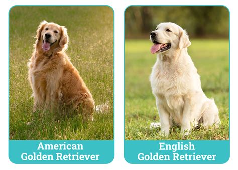 Canadian golden retriever vs american.  American Golden Retriever Overview Be...