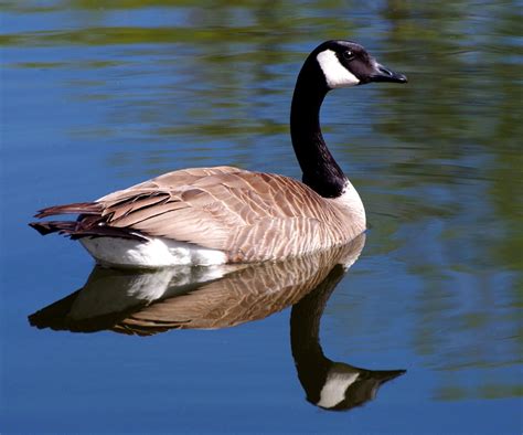 Canadian honker. 3 days ago · Learn about the Canada Goose, a big 'Honker' that is among our best-known waterfowl. Find out its range, behavior, habitat, diet, nesting, and conservation status, and see its photos … 