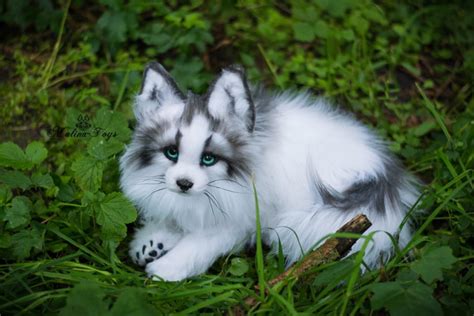 Canadian marble fox for sale. A Canadian marble fox is a small wild fox species that resembles a cat. As the name suggests, its coat has a marble-like appearance. It is predominantly white with faint brown, gray, or black stripes. Canadian Marble Fox. Learn More. A Canadian marble fox is a small wild fox species that resembles a cat. ... 