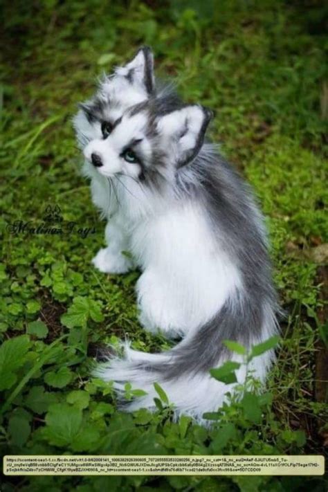 ‘The lifespan of a Canadian Marble Fox is appr