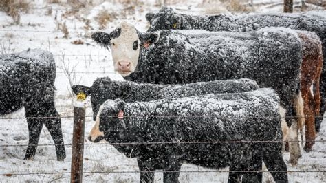 Canadian ranchers brace for long, lean winter after droughts, soaring feed costs