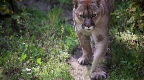 Canadian-Cougar Onlyfans Leak +18 166 Vids