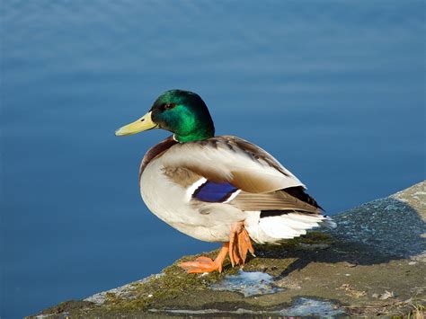 Canard Definition & Meaning - Merriam-Webster