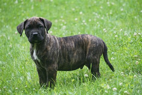 Puppies for sale. £1,200. Presa Canario Age: 14 weeks 1 male / 3 female. 🐾 Introducing adorable Presa Canario puppies for sale! Born to remarkable parents, with the mother being the majestic Thanos and the father - Talkenschit de Cabeza Grande, these pups inherit strong l. MACIEJ M. ID verified.