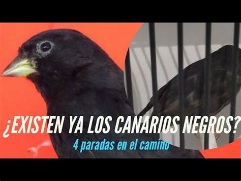 Canario_Negroo Leaked XXX 💦