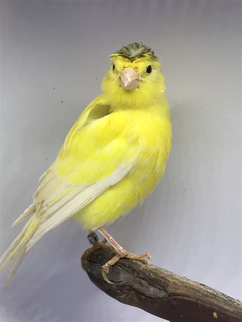 Canary birds for sale. Young. Ad Type. For Sale. Gender. Mixed. Welcome to Fancy Canary! We are proud to offer an exclusive selection of Fife canaries, renowned for their show-quality features and champion bloodlines…. View Details. $175. 