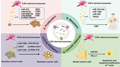 Cancer associated-fibroblast-derived exosomes in cancer …