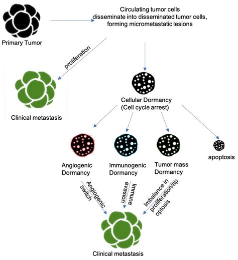 Cancer dormancy - Wikipedia