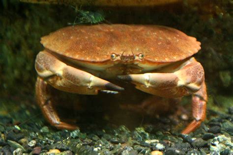 This is the most important edible crab fishery in Europe (Ref. 2762 ). Maximum depth from Ref. 106870. Occurs from the intertidal area to a depth of 100 m, common at depths 6 to ….