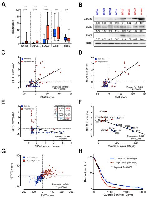 Cancers Free Full-Text SLUG Directs the Precursor State of …